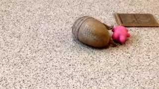 Rollie a southern threebanded armadillo playing [upl. by Sib]