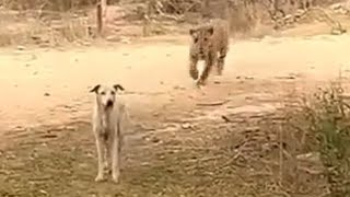 Leopard 🐆 attack dog 🐕  dog vs leopard [upl. by Ellered878]