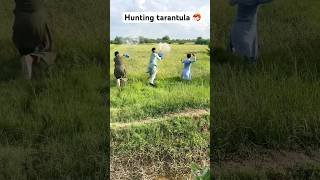 Hunting Tarantula amazing farming shortsvideo [upl. by Larochelle]