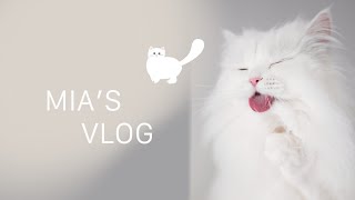 Cat Vlog  Fluffy day with Mia [upl. by Payson351]