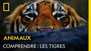 COMPRENDRE  Les tigres [upl. by Nylrahs]