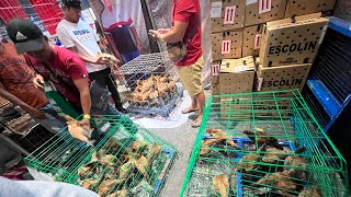 Game Fowl Expo 2023 at World Trade Center [upl. by Zabrine]