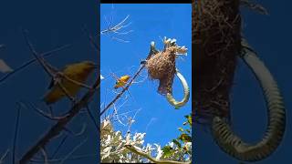 weaver attack boomslang [upl. by Calendra]