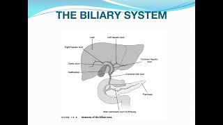 Acute Cholecystitis and Cholangitis [upl. by Suoicul]