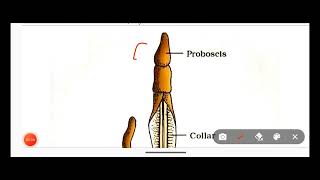 Hemichordata PhylumClassification Of Hemichordata Phylum With ExamplesNon Chordata [upl. by Kara-Lynn]