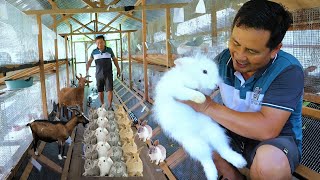 RABBIT FARMING basic guide for beginners│How to become successful in rabbit farming ampChicken farming [upl. by Filide]