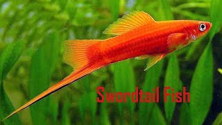 30 Different types of beautiful Swordtail fish varieties [upl. by Atinuaj694]