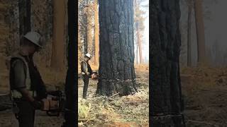 Always look on the bright side of lifeshortsfeed stihl tree chainsaw ytshorts nature viral [upl. by Kaspar]