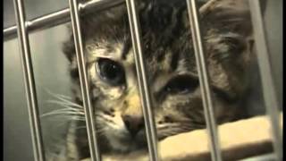 ASPCA commercial not mine Just had to cut it short Enjoy [upl. by Brecher471]