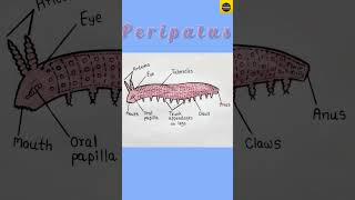 Peripatus  Structure of Peripatus With Diagram Zoology  TheDrawingAcumen [upl. by Merry]