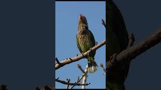 He Sings With Closed Bill  Brown headed Barbet [upl. by Roddie495]