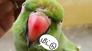 😍💚பேசும் கிளி மீட்டு💚talking parrot meetu💚😍 [upl. by Ihsakat]