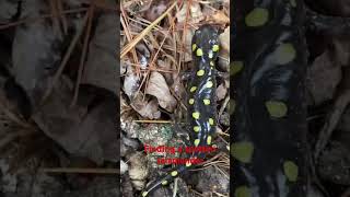 Finding a spotted salamander dayhikingandherpingdudes [upl. by Ogden]