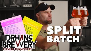 Saflager S23 vs w3470  Split Batch Beer Yeast Review [upl. by Henni]