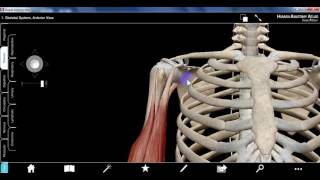 upper limb1b DR SAMEH GHAZY [upl. by Ecissej]