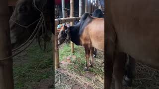 Gabtoli gorur haat goruloversofchattga viralvideo bullsfight cow [upl. by Bernadine]