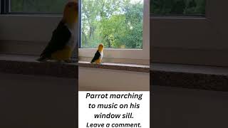 Parrot marching to music on his windowsill [upl. by Myriam2]