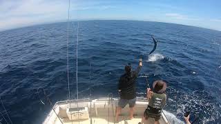 Black Marlin  Bermagui Marlin Fishing  Head Hunter Charters  FULL FIGHT [upl. by Sirtimid]