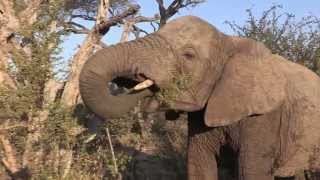 Sound of the African Bushveld Elephants  AFRICAN WILDLIFE [upl. by Ninnette]