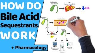 How do Bile Acid Sequestrants Work  Pharmacology [upl. by Nanreit787]