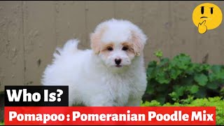 Pomapoo  A Complete Guide To The Pomeranian Poodle Mix [upl. by Erreipnaej301]