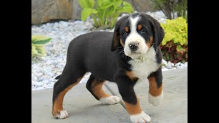 Greater Swiss Mountain Dog Puppies for Sale [upl. by Velma]