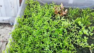 How To Propagate Aquatic Plants Outside [upl. by Leumhs]