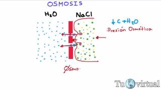 Osmosis  Que es osmosis y presión osmótica  Fisiología [upl. by Merrill]