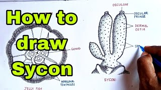 How to draw Sycon diagramsyconspongesycondiagramsycondrawingbiology [upl. by Oriane212]