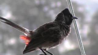 When a redvented bulbul became a fantail as well as a wagtail [upl. by Eniamreg650]