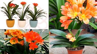 clivia plant care  clivia plant care indoors  clivia plant propogation [upl. by Savina481]