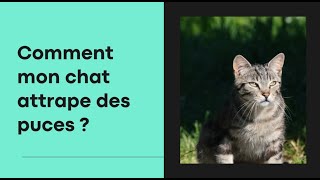 Comment mon chat attrape des puces  Explication [upl. by Boyes]