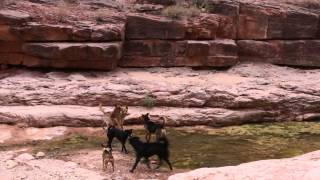 Crazy Havasupai Falls Dog Fight [upl. by Parrie500]