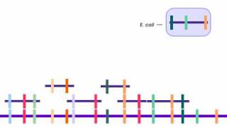 How to Sequence a Genome 2 Building Libraries [upl. by Odlauso]