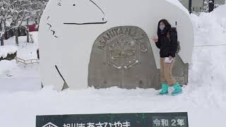 Asahiyama Zoo Penguin Walk [upl. by Eelinnej]