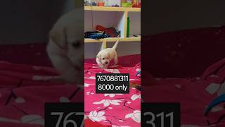 Heavy bone Labrador female puppy available shorts trending viralvideo youtubeshorts dog dog [upl. by Lymann929]