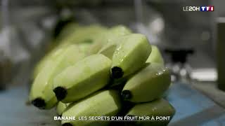 La banane  les secrets dun fruit mûr à point [upl. by Seravart456]