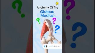 Gluteus Medius Anatomy anatomy physiotherapy physicaltherapy gluteusmedius [upl. by Asirrak]