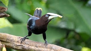 Chestnutheaded Oropendola in Costa Rica [upl. by Leynad587]