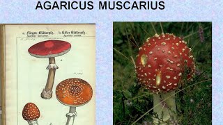 AGARICUS MUSCARIUS  ΑΝΤΙΜΕΤΩΠΙΣΗ ΟΞΕΩΝ ΚΑΤΑΣΤΑΣΕΩΝ ΜΕ ΟΜΟΙΟΠΑΘΗΤΙΚΗ [upl. by Westfall]