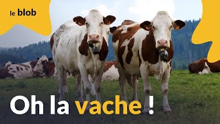 Oh la vache  Une histoire naturelle des bovins de leur origine à nos jours  Documentaire [upl. by Nebra187]