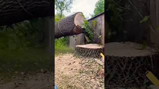 Luck or skill treeremoval treeservice treebgone chainsaw stihl arborist trees londonontario [upl. by Anrol552]