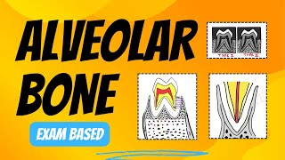 Structure of Alveolar Bone  Alveolar Bone Histology [upl. by Llenreb]