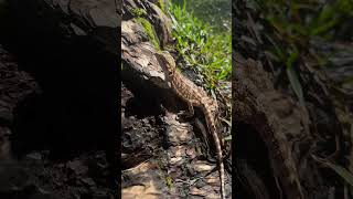 Early morning sun basking for our pets sulcatatortoise beardeddragon fyp [upl. by Yci]