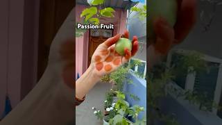 Passion fruit  Healthy Juice passionfruit organic terracegarden healthyfruits youtubeshorts [upl. by Nnyliram939]