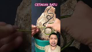 CETAKAN BATU TANAMAN HIAS [upl. by Allenotna]