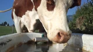 Kühe trinken Wasser  Cows drinking water [upl. by Pauly]