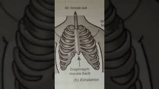 Science  inhalationexhalationscience [upl. by Sheldon]