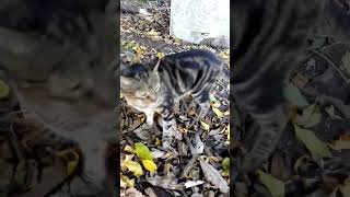 Feelings of Territoriality in the same ground between Old Cat and young Cat Wonder Pets [upl. by Yemac]