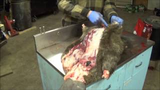 Professional Fur Handling Beaver Part 1 Skinning [upl. by Auqinahs]